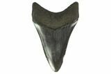 Fossil Megalodon Tooth - Serrated Blade #130797-2